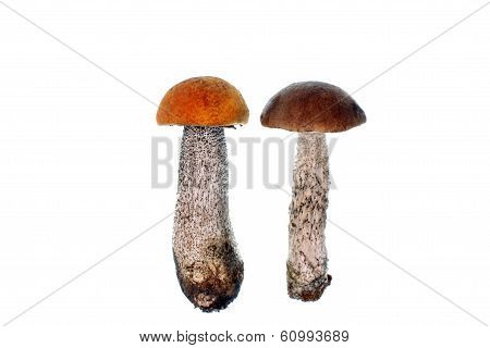 Mushroom Leccinum