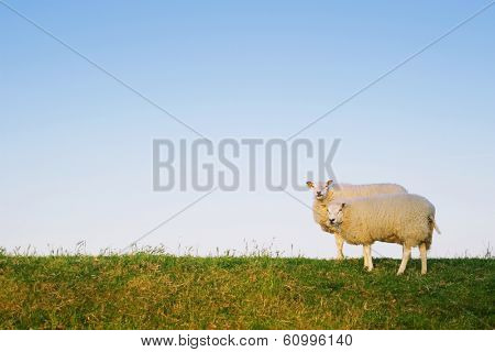two sheep standing