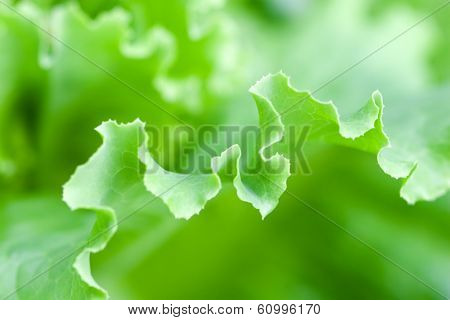 macro shoot of fresh green lettuce leaf