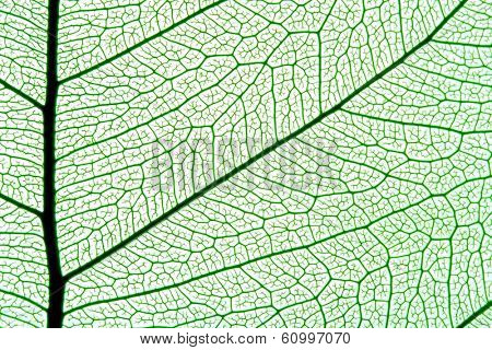 grean leaf texture, ornate organic background