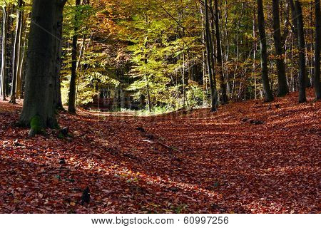 Park In Autumn