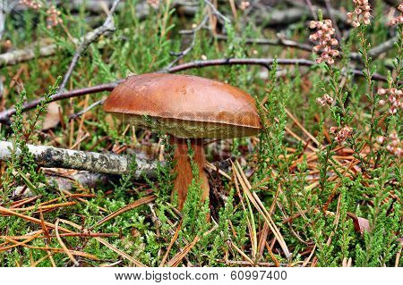 Mushroom Xerocomus Badius