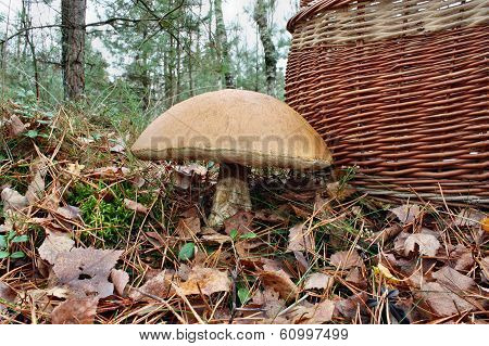 The Giant Mushroom And Basket