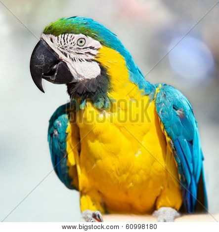 macaw