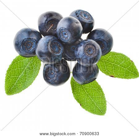 blueberries plant isolated on white background