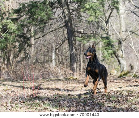 doberman pinscher running in the woods