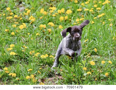 puppy running in the dandelions - german shorthaired pointer puppy