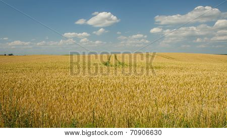 Trail Through The  Field