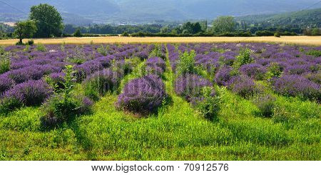 Lavender Field