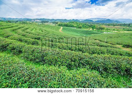Tea Plantation Against Blue Sky, Green Leave