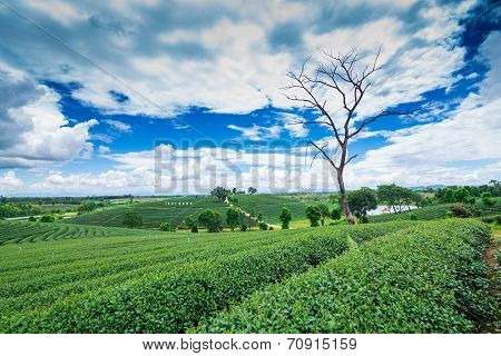 Tea Plantation Against Blue Sky, Green Leave