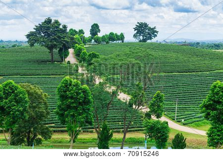 Tea Plantation Against Blue Sky, Green Leave