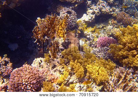 coral reef