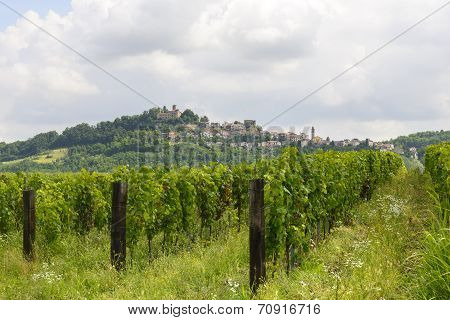 Summer Landscape In Monferrato With Vineyards