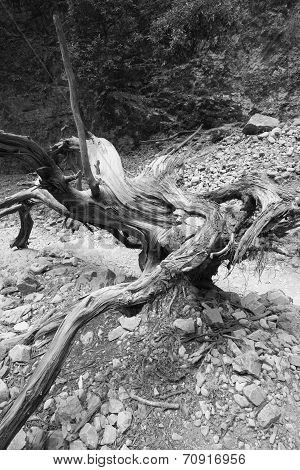 Death Trunk With Lines At Imbros Gorge