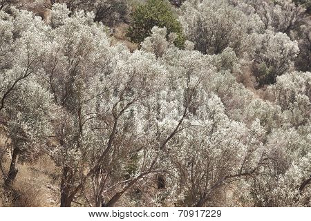 Trees In Amari Valley. Crete. Greece