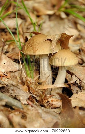 Leccinum Scabrum Mushroom In Forest