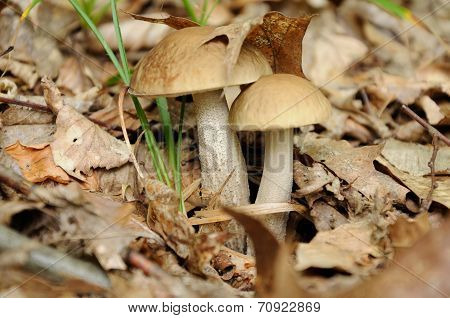 Leccinum Scabrum Mushroom In Forest