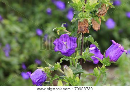 Bellflowers