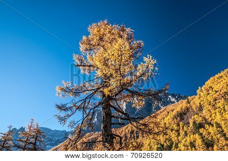Colorful Autumn