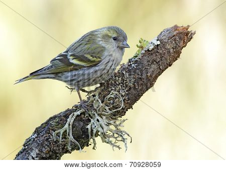 Goldfinch