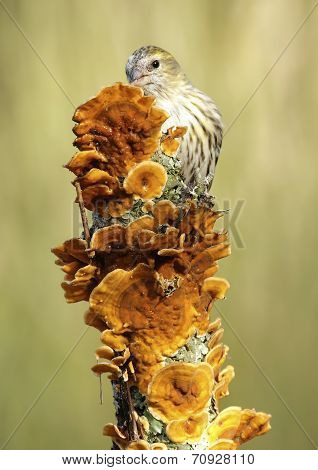 Goldfinch