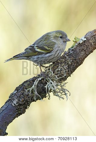 Goldfinch