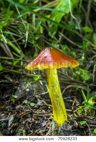 Hygrocybe Conica