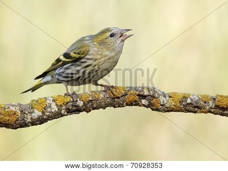 Goldfinch