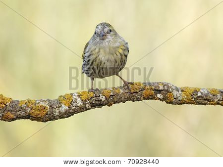 Goldfinch