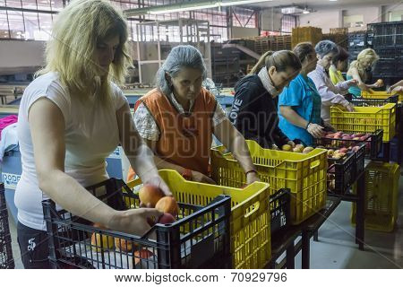 Women Working At The Factory Of Agricultural Cooperative Of Naoussa Greece. The Famous 