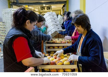 Women Working At The Factory Of Agricultural Cooperative Of Naoussa Greece. The Famous 