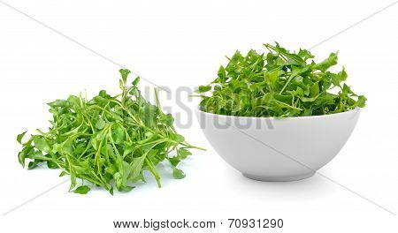 Watercress In Isolated On White Background