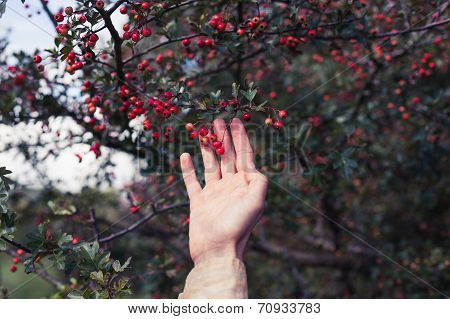 Hand Of A Young Woman Picking Berries