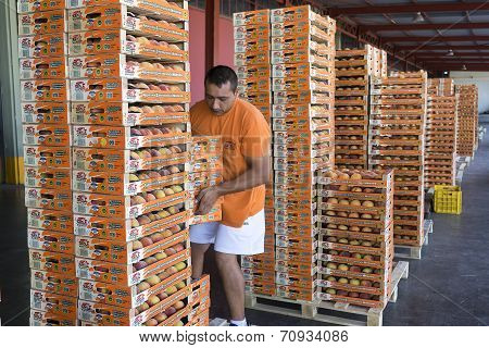 Products Of Agricultural Cooperative Of Naoussa Greece Carried In Boxes. The Famous 