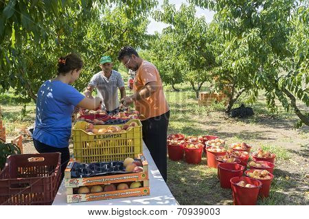 Workers Placing Ripe Peaches In Crates At The Factory Of Agricultural Cooperative Of Naoussa Greece.