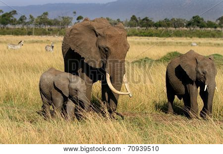 Elephant herd in masai mara
