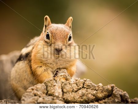 Cute Chipmunk Well Fed On Nuts And Seeds