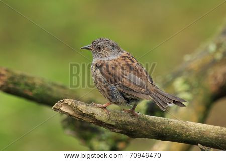Dunnock