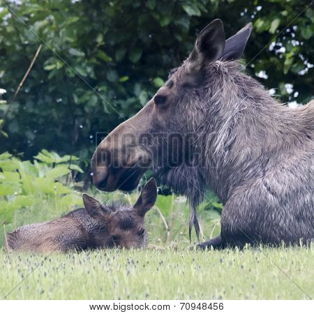 Soaking Wet Moose Calf And Protecting Mom