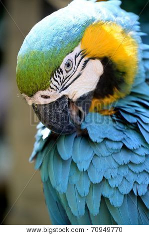 Macaw