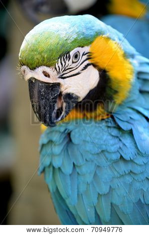 Macaw