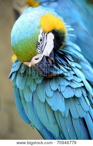Macaw