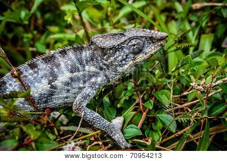 Grey chameleon