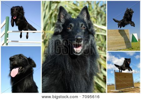 Groenendael