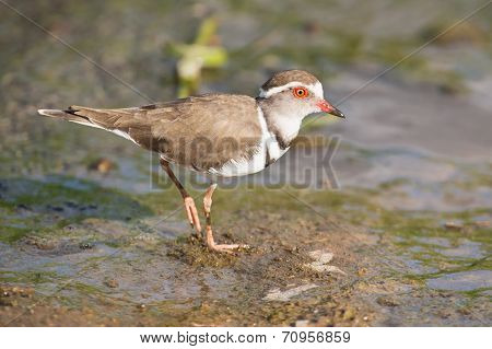 Three Banded Plover Walking In Muddy Shallow Water Bright Sunlight