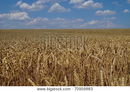 Wheat field