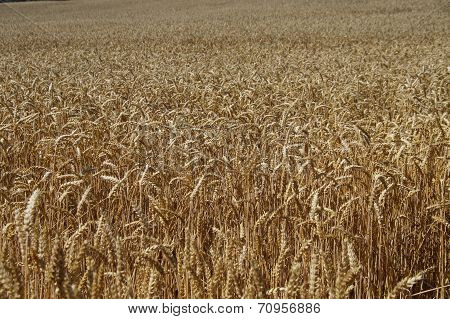 Wheat field