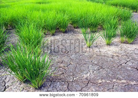 Green Rice Field With Crack Ground