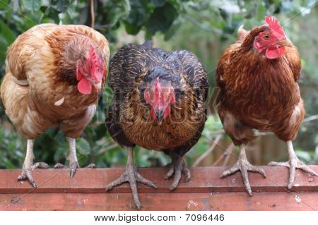 ไก่ 3